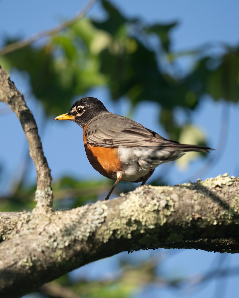 American Robin - ML620281329