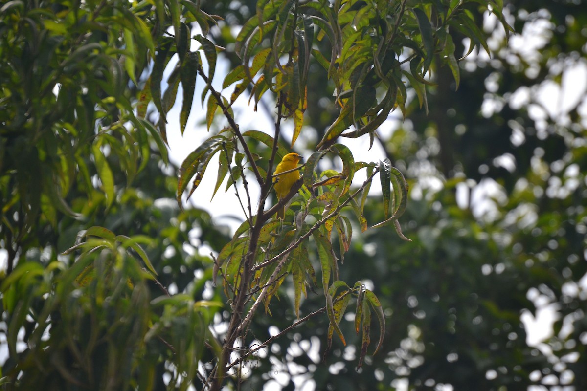 Saffron Finch - ML620281330