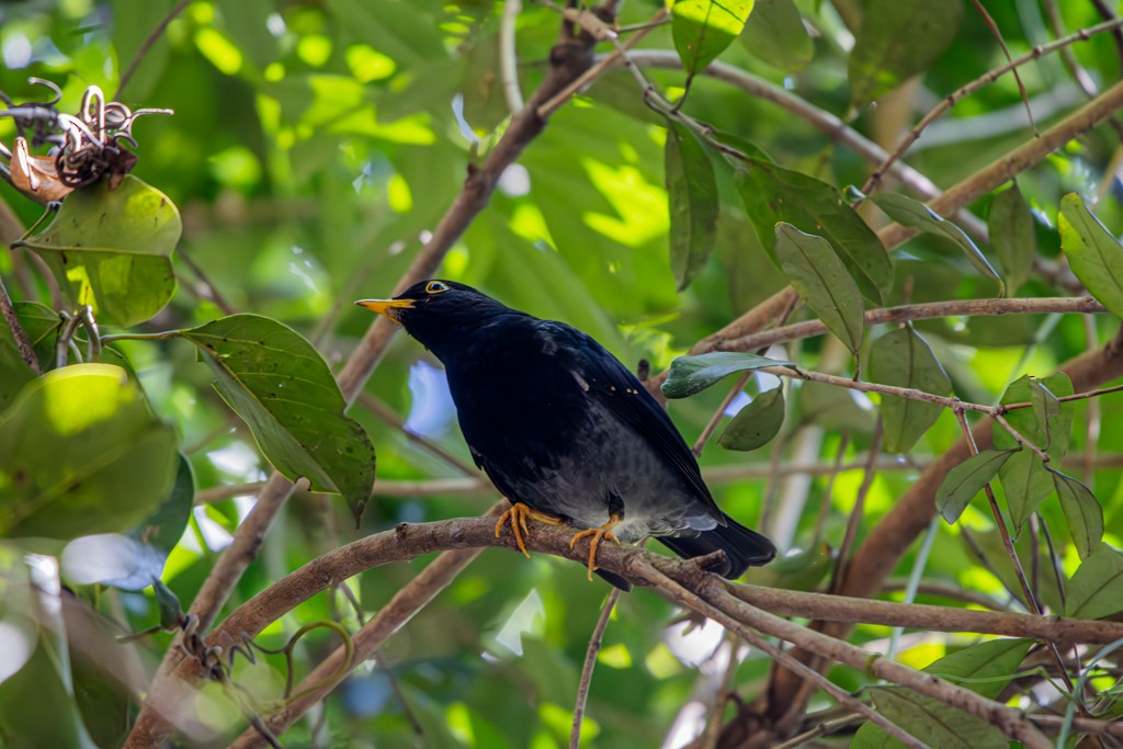 Yellow-legged Thrush - ML620281331