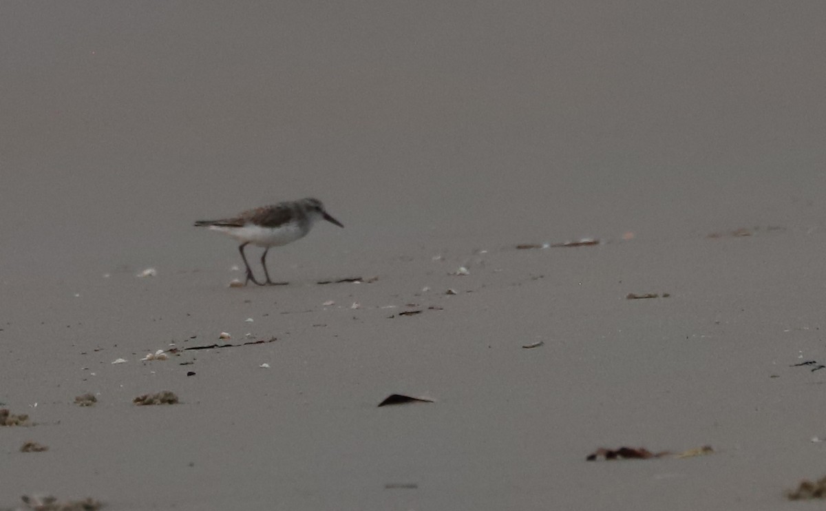 Semipalmated Sandpiper - ML620281332