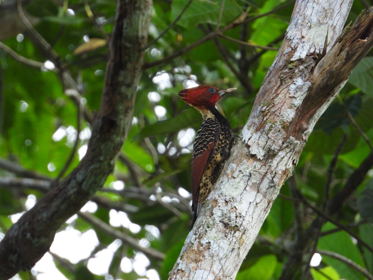 Rufous-headed Woodpecker - Francisco Sornoza