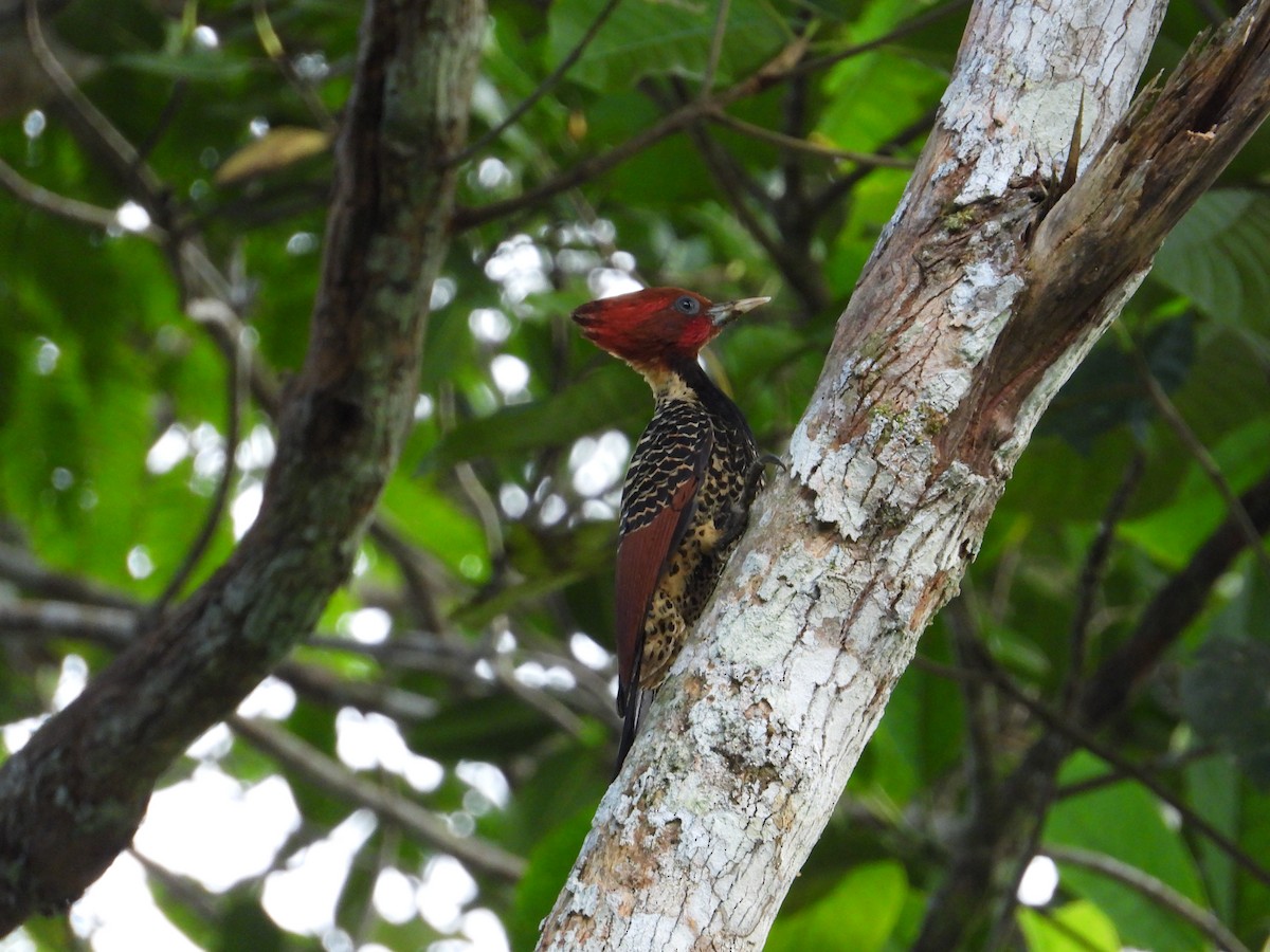 Rufous-headed Woodpecker - Francisco Sornoza