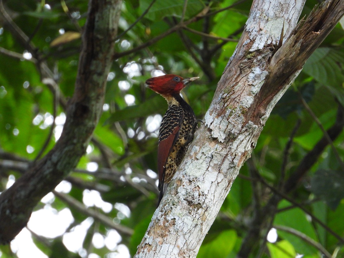 Rufous-headed Woodpecker - Francisco Sornoza