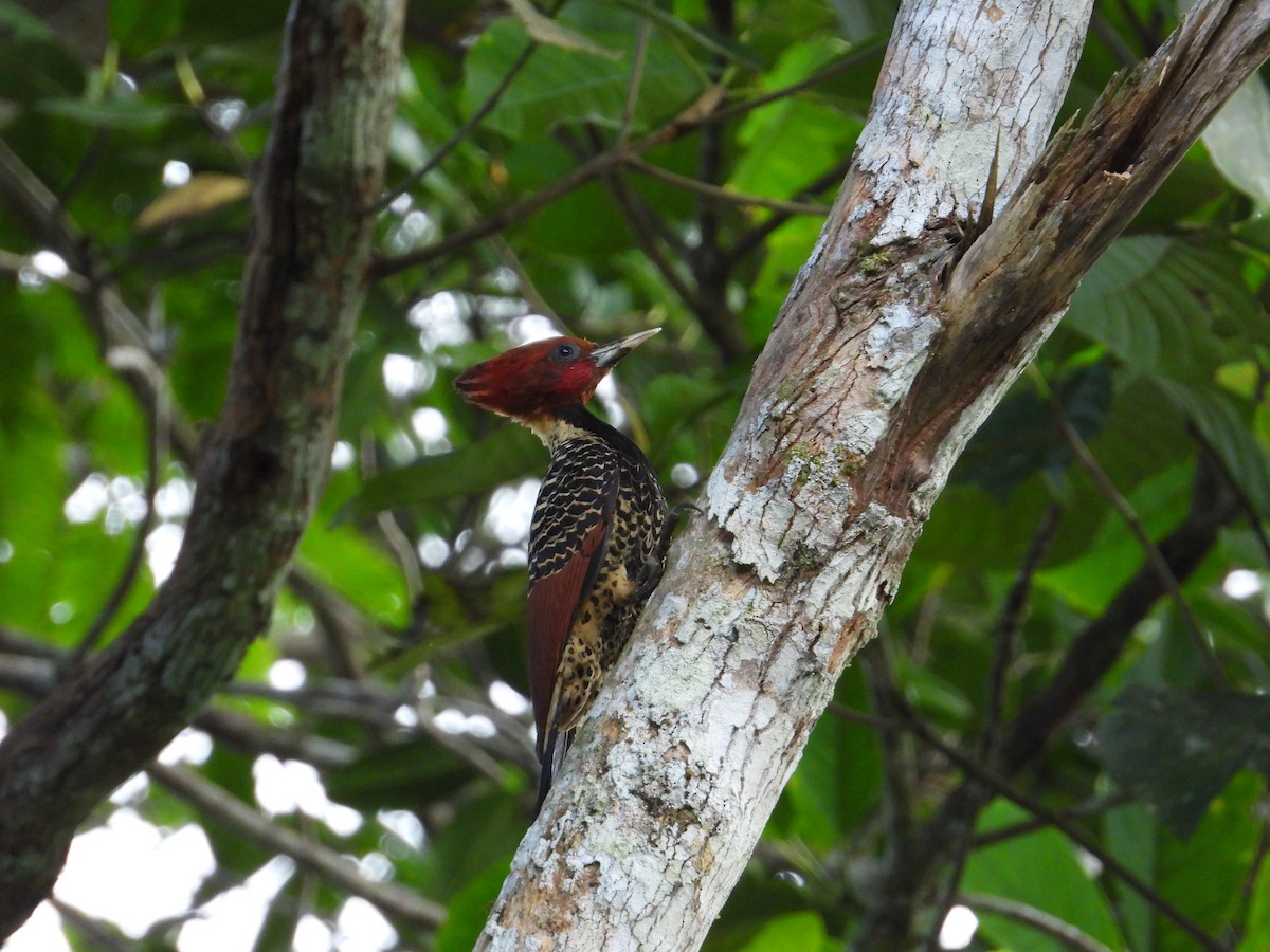 Rufous-headed Woodpecker - ML620281337