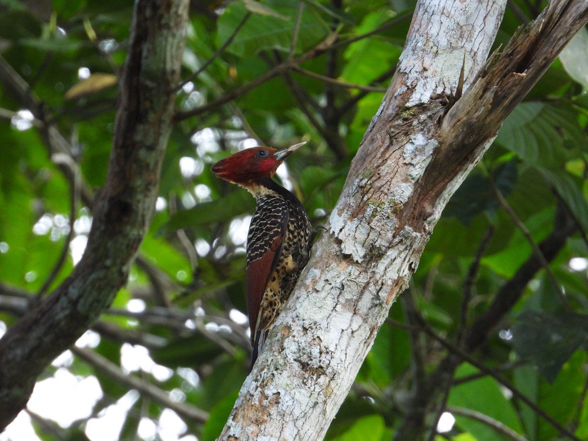 Rufous-headed Woodpecker - ML620281338