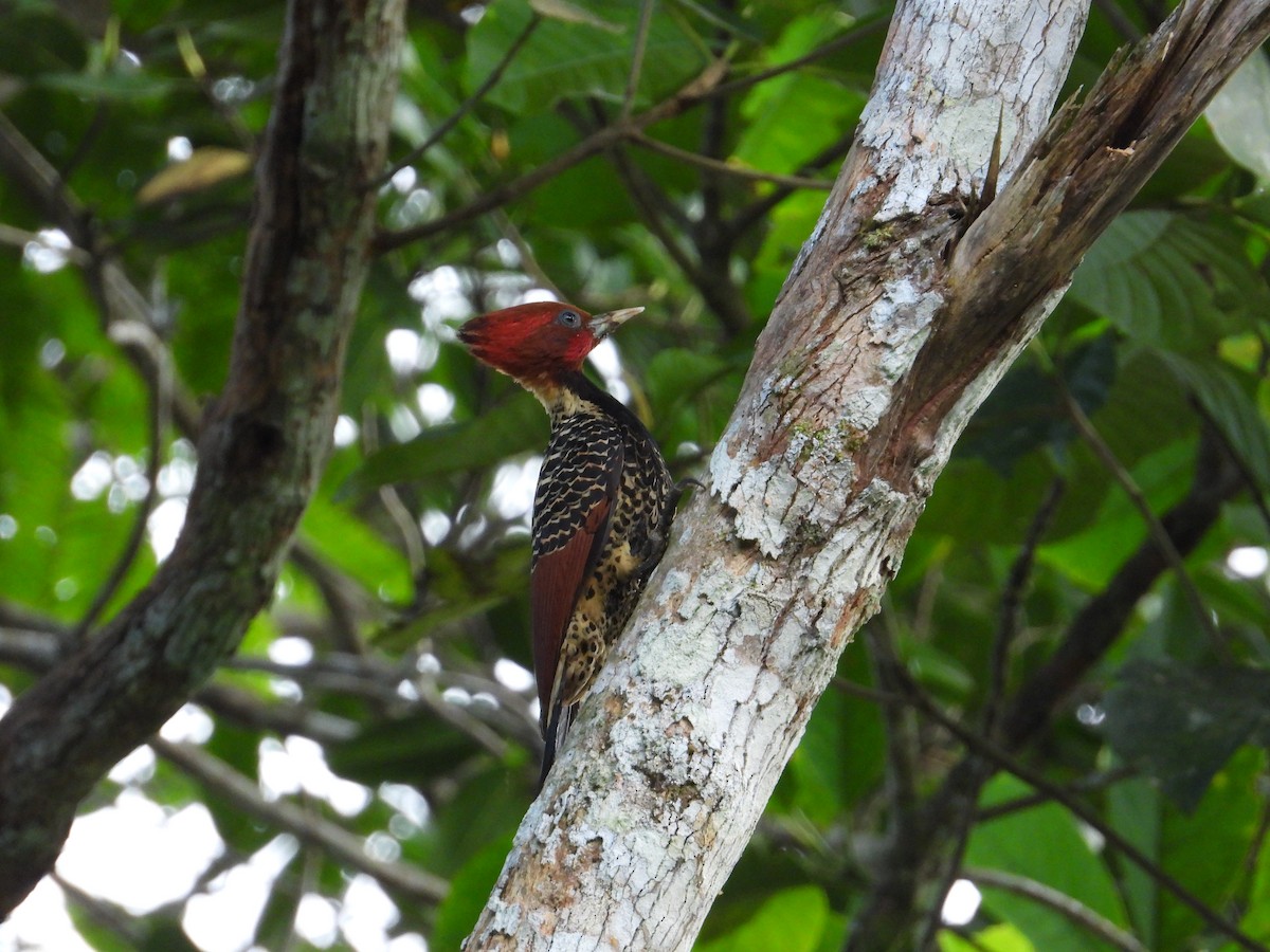 Rufous-headed Woodpecker - ML620281339