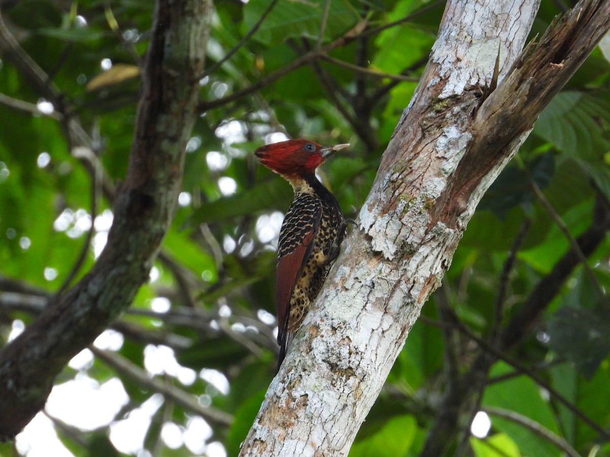 Rufous-headed Woodpecker - ML620281340