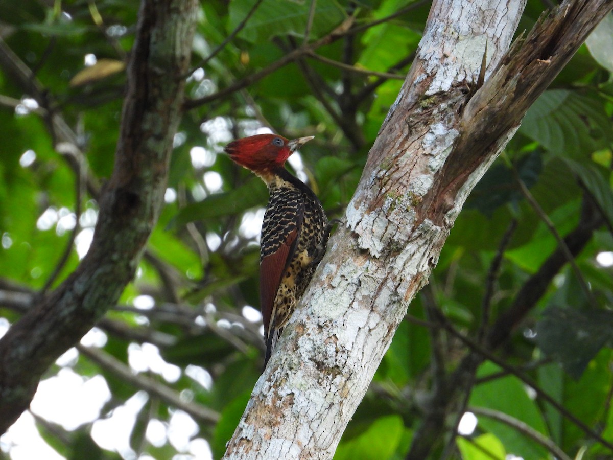 Rufous-headed Woodpecker - ML620281341