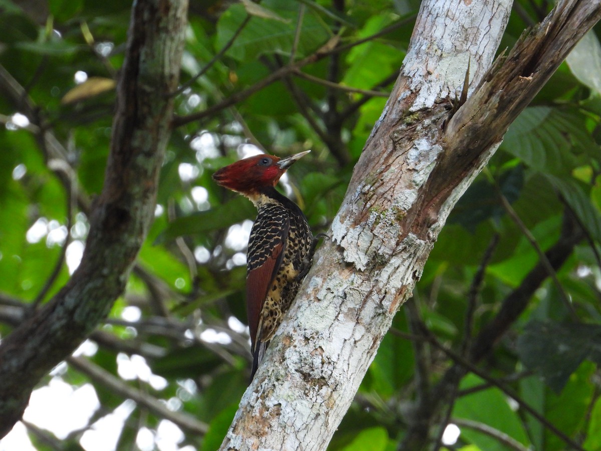 Rufous-headed Woodpecker - ML620281342