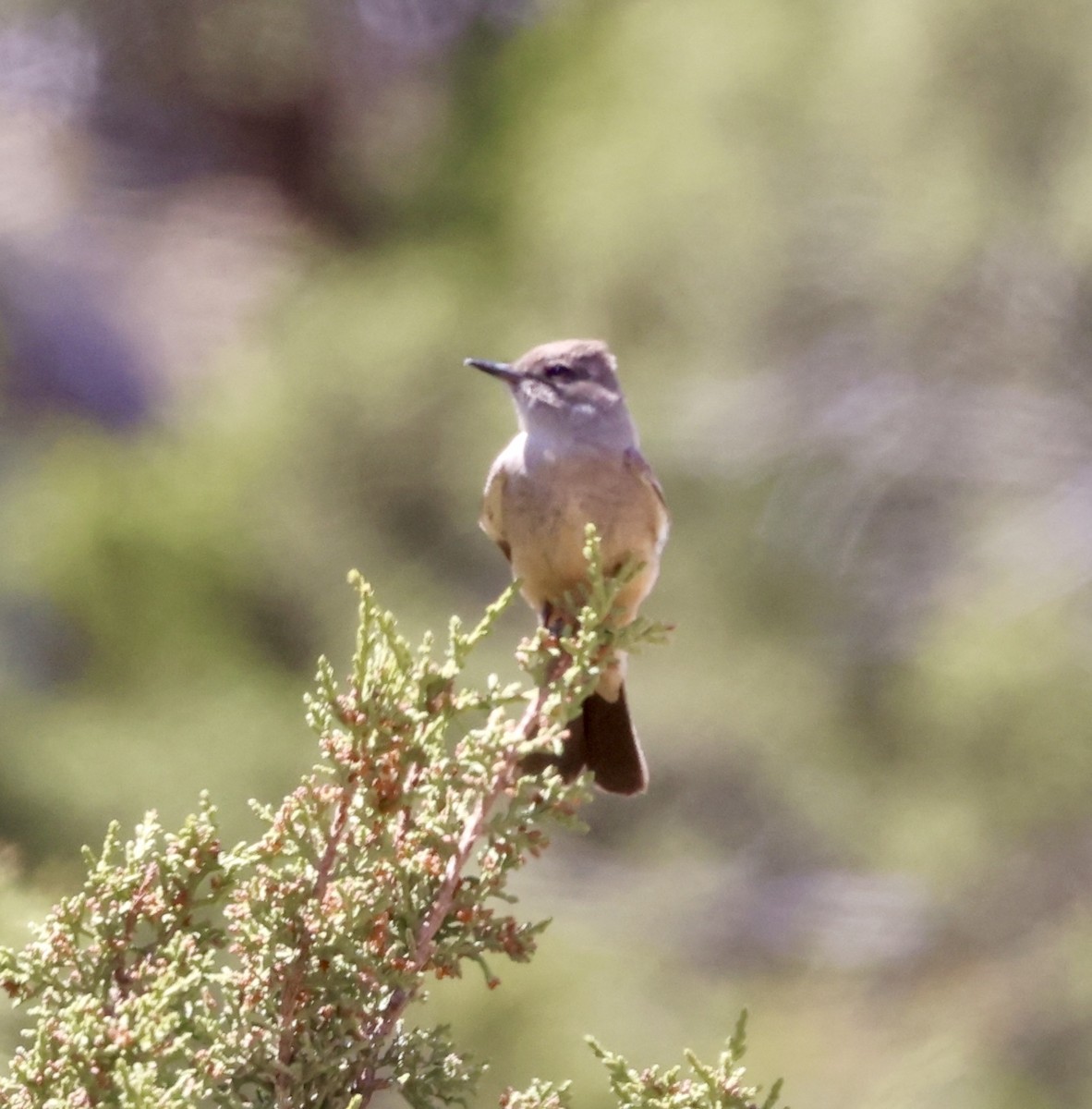 Say's Phoebe - ML620281344