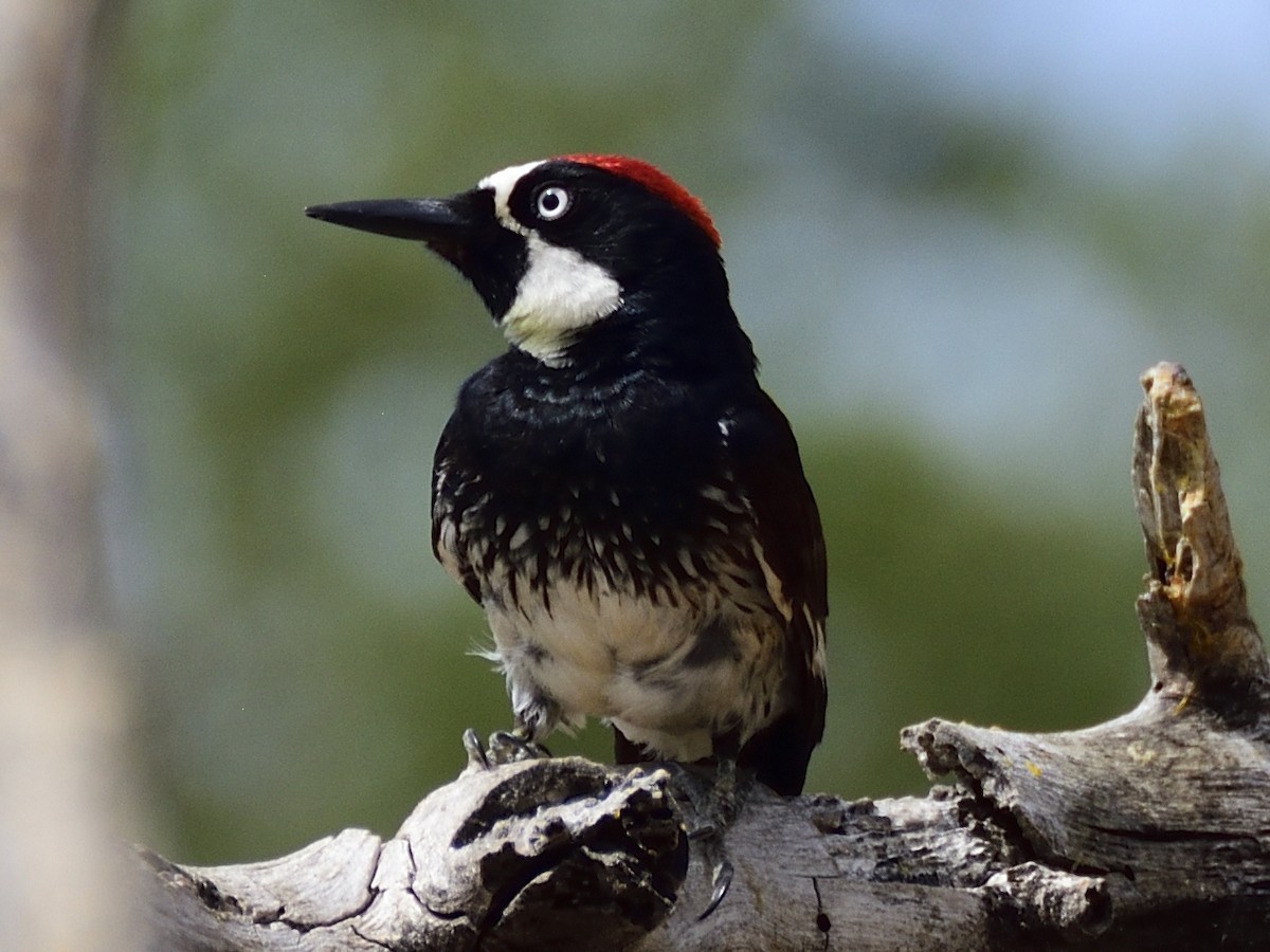 Acorn Woodpecker - ML620281346