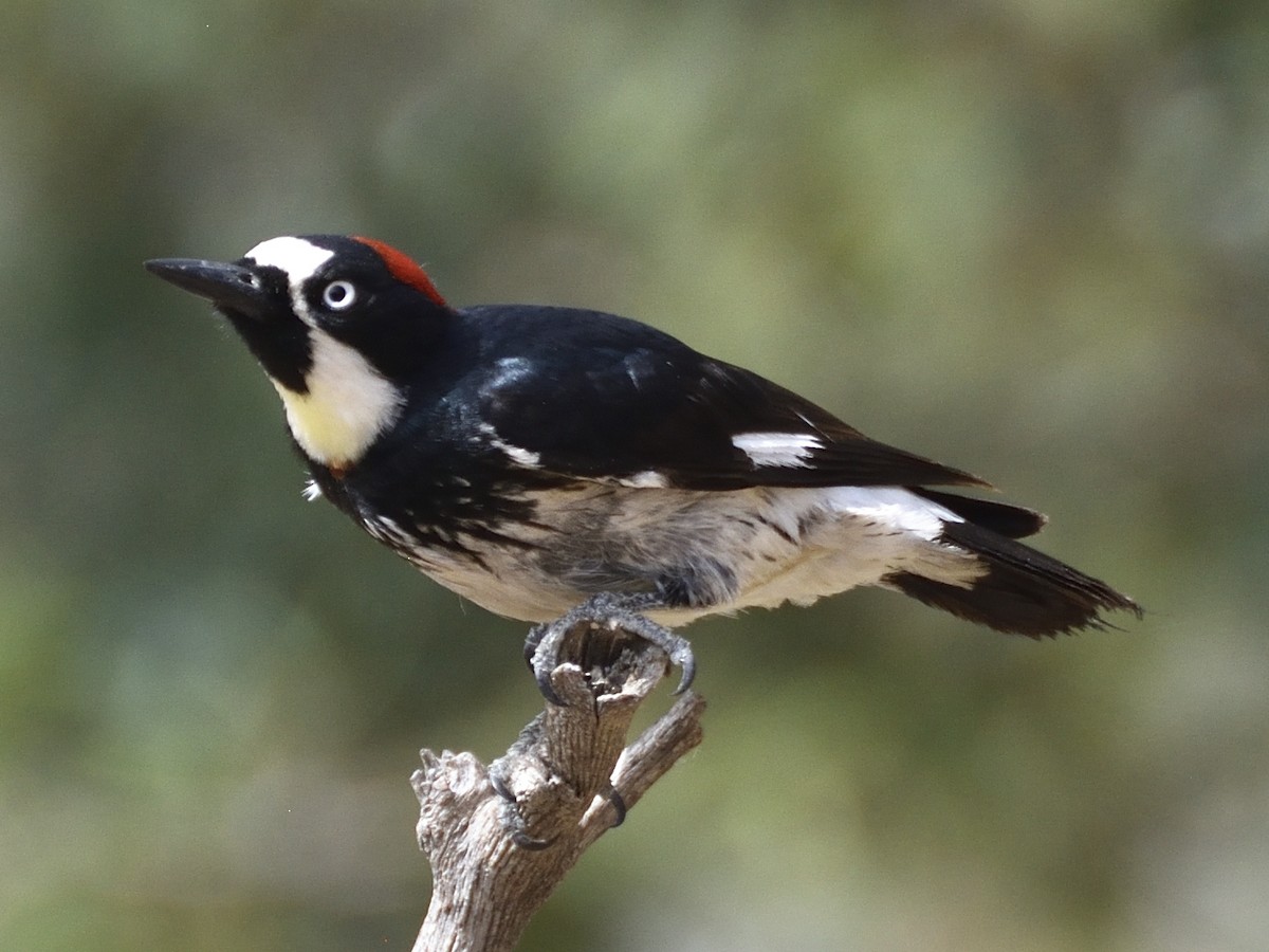 Acorn Woodpecker - ML620281349