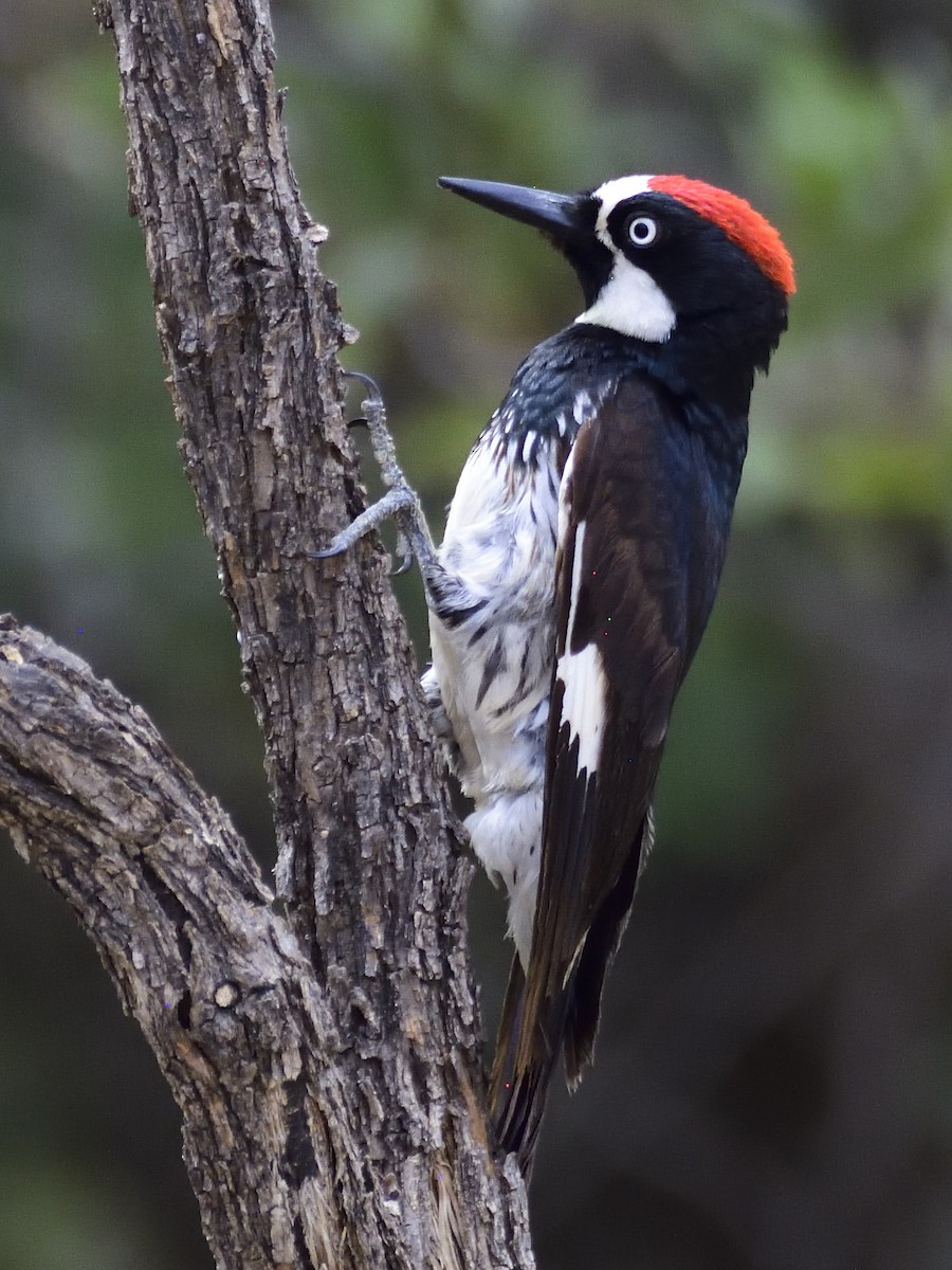 Acorn Woodpecker - ML620281350