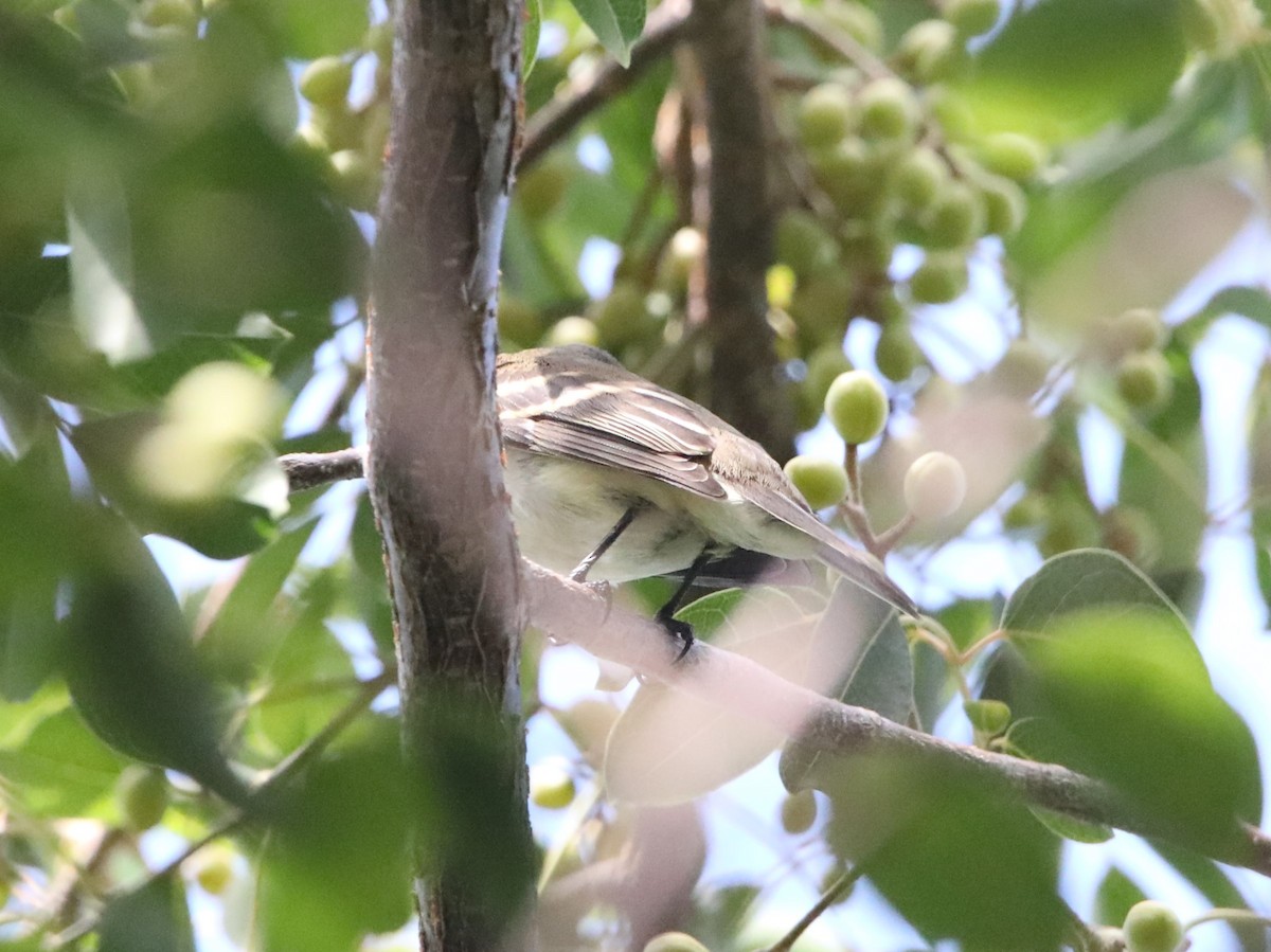 Alder/Willow Flycatcher (Traill's Flycatcher) - ML620281356