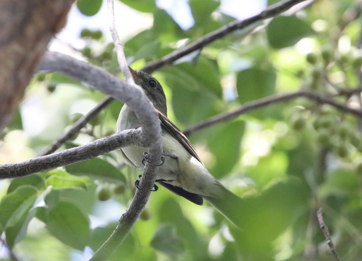 Alder/Willow Flycatcher (Traill's Flycatcher) - ML620281358