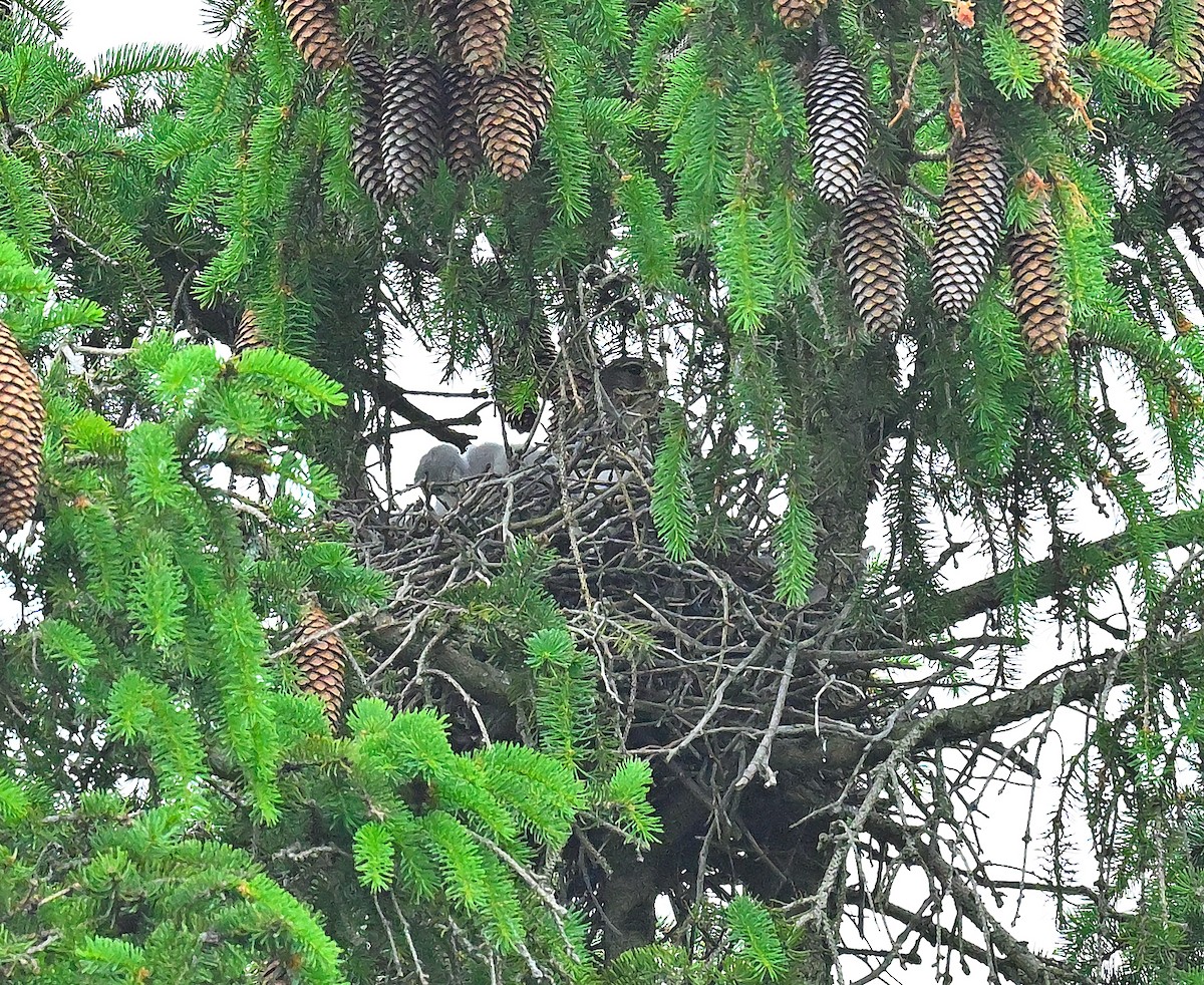 dřemlík tundrový (ssp. columbarius) - ML620281368