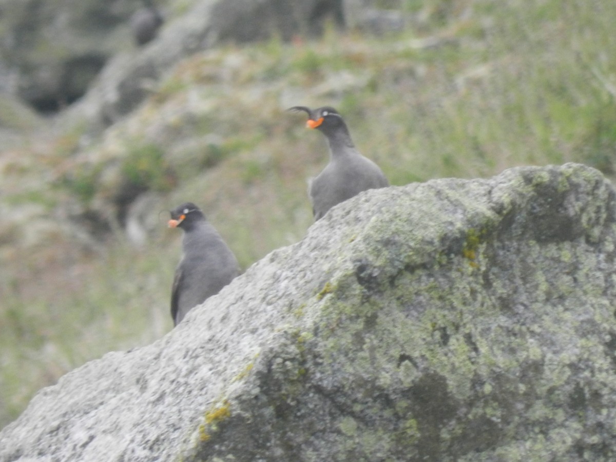 Crested Auklet - ML620281370