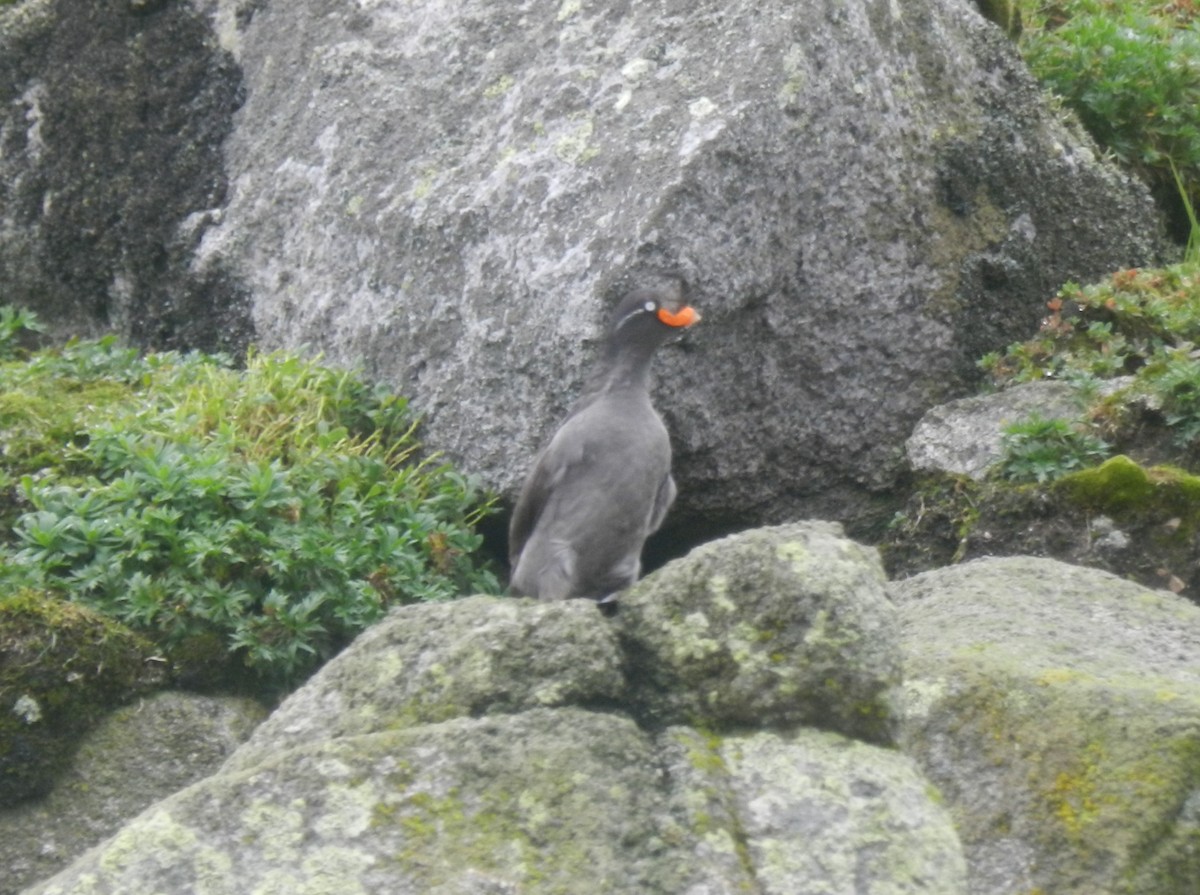 Crested Auklet - ML620281371