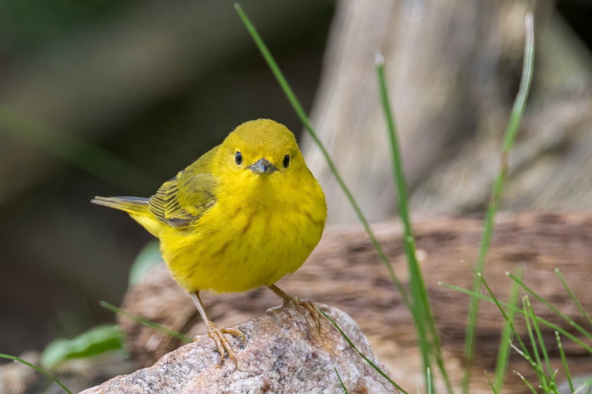 Yellow Warbler - Ric mcarthur