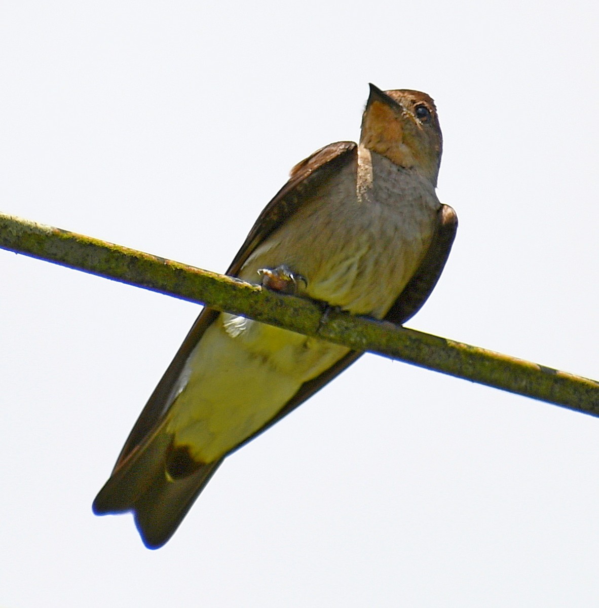 Southern Rough-winged Swallow - ML620281373