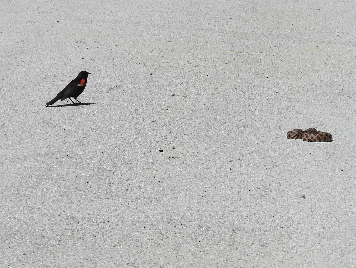 Red-winged Blackbird - ML620281375