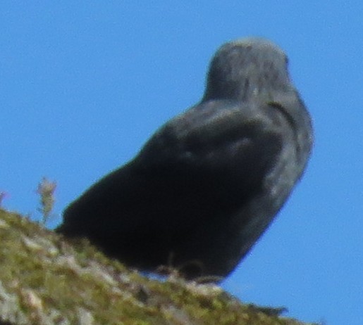 Eurasian Jackdaw - ML620281378