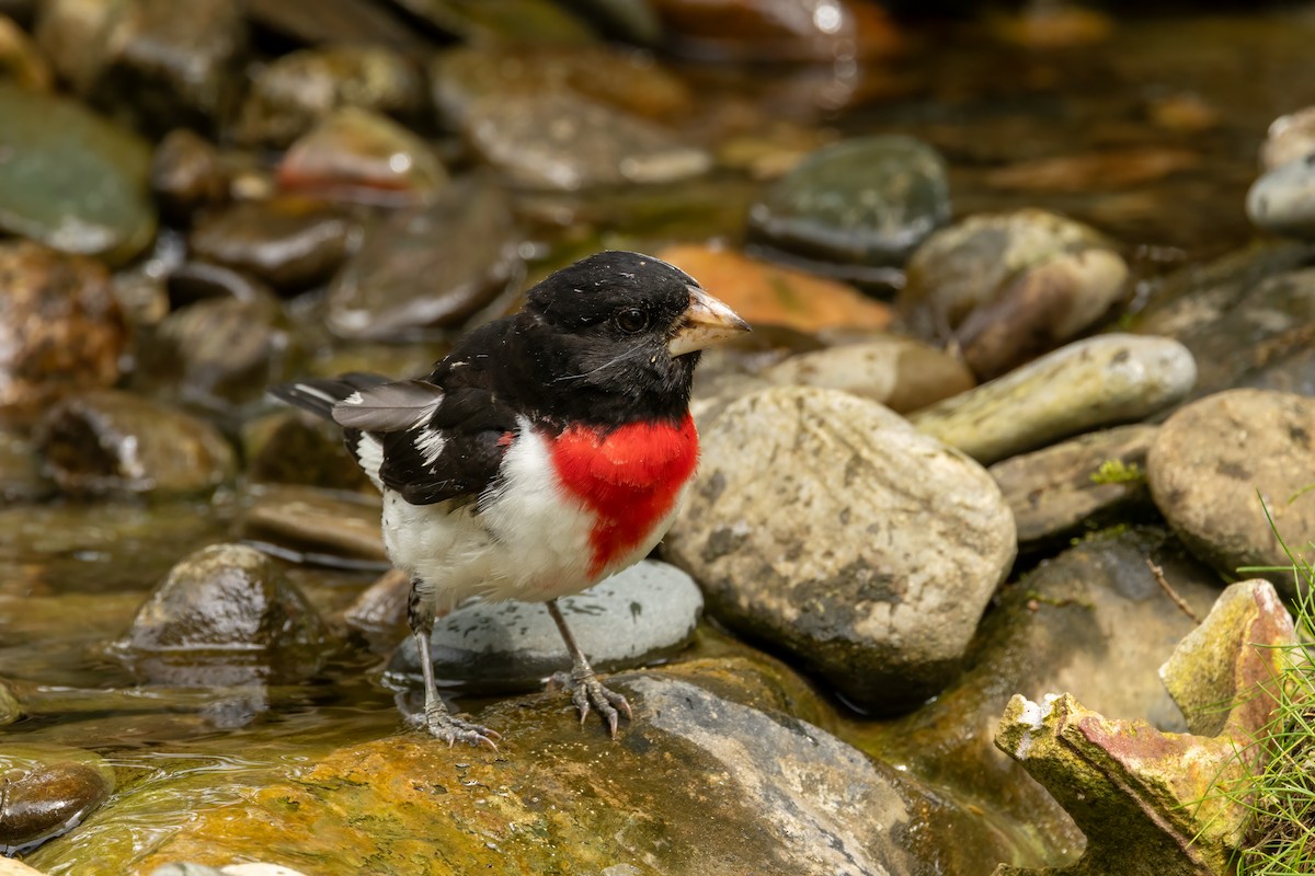 Rose-breasted Grosbeak - ML620281380