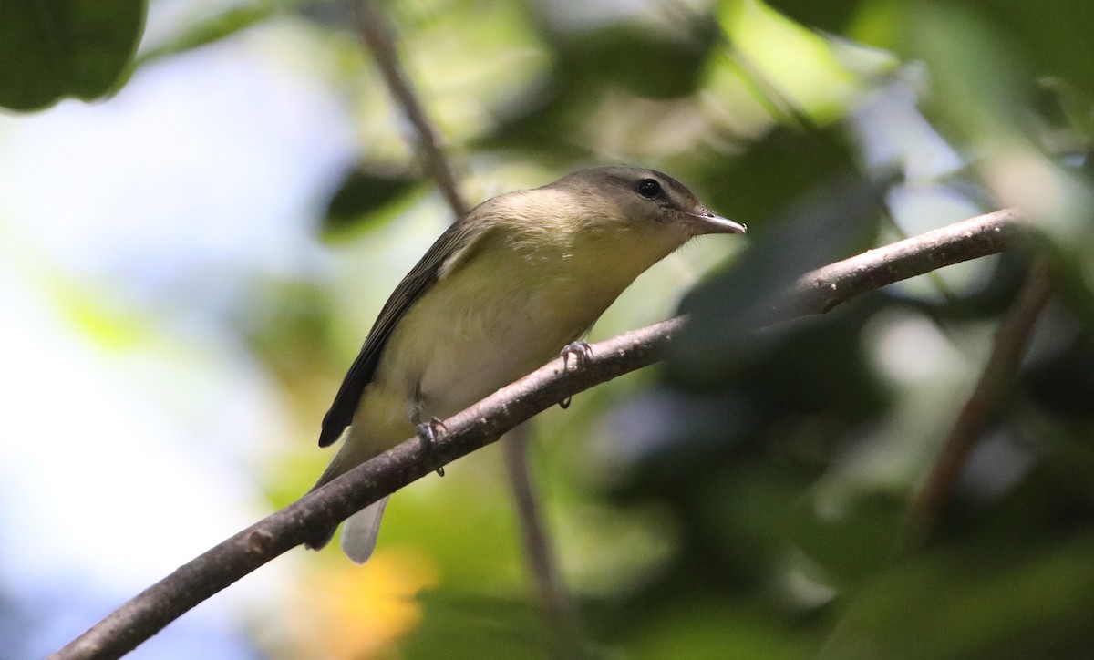 Philadelphia Vireo - ML620281383