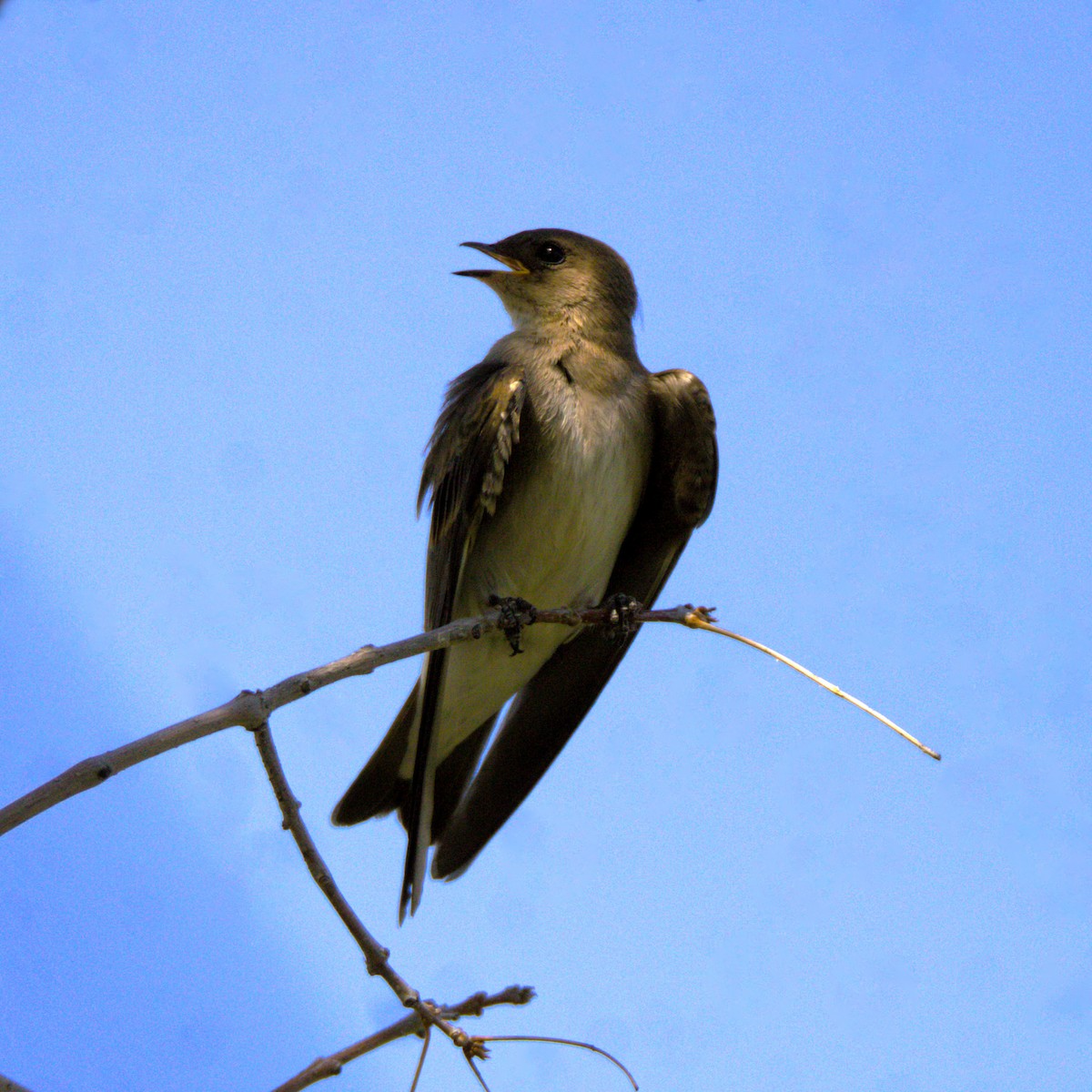 Northern Rough-winged Swallow - ML620281385