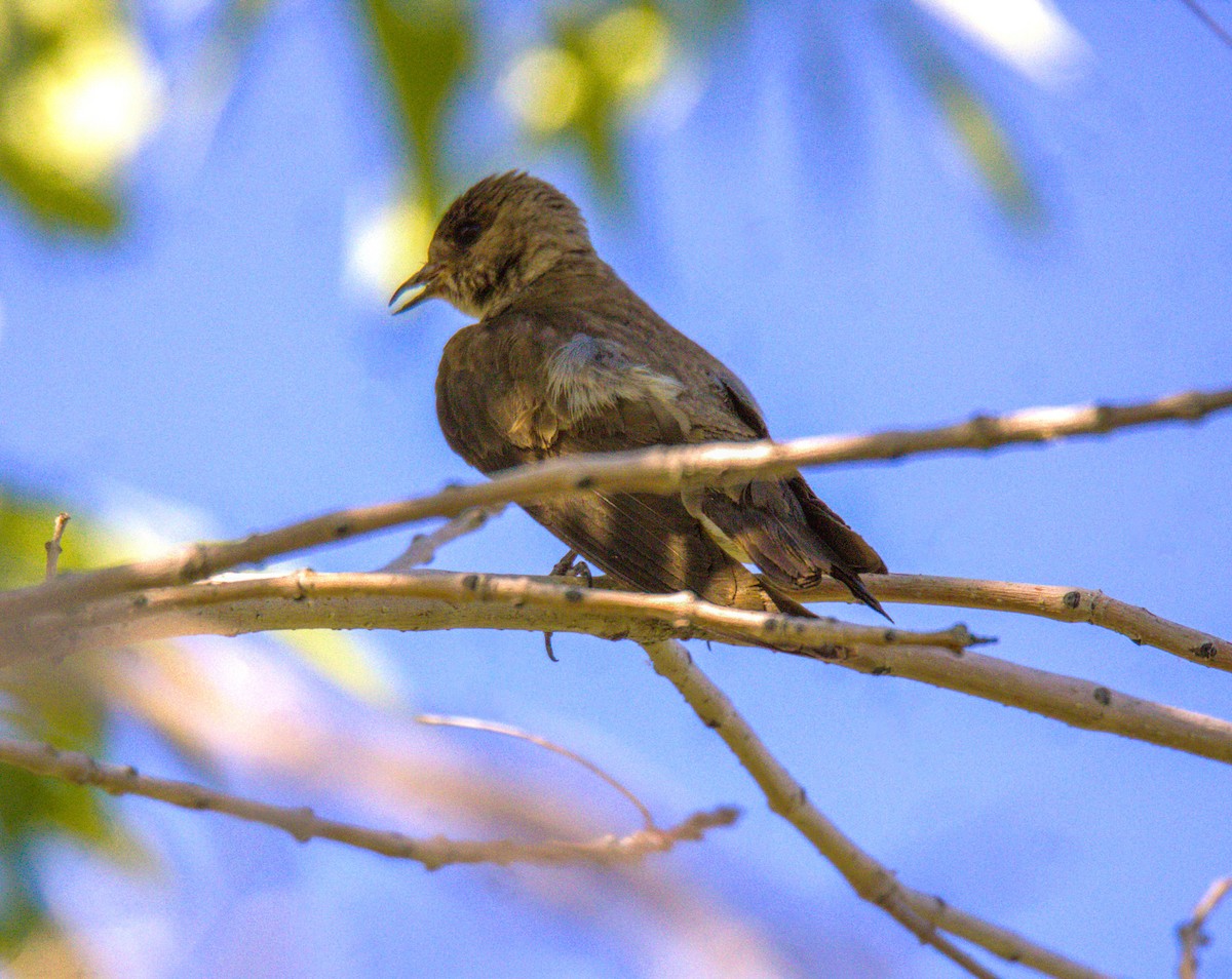 Northern Rough-winged Swallow - ML620281386