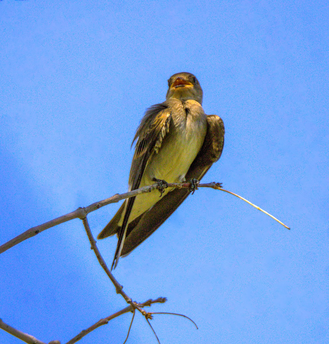 Northern Rough-winged Swallow - ML620281387