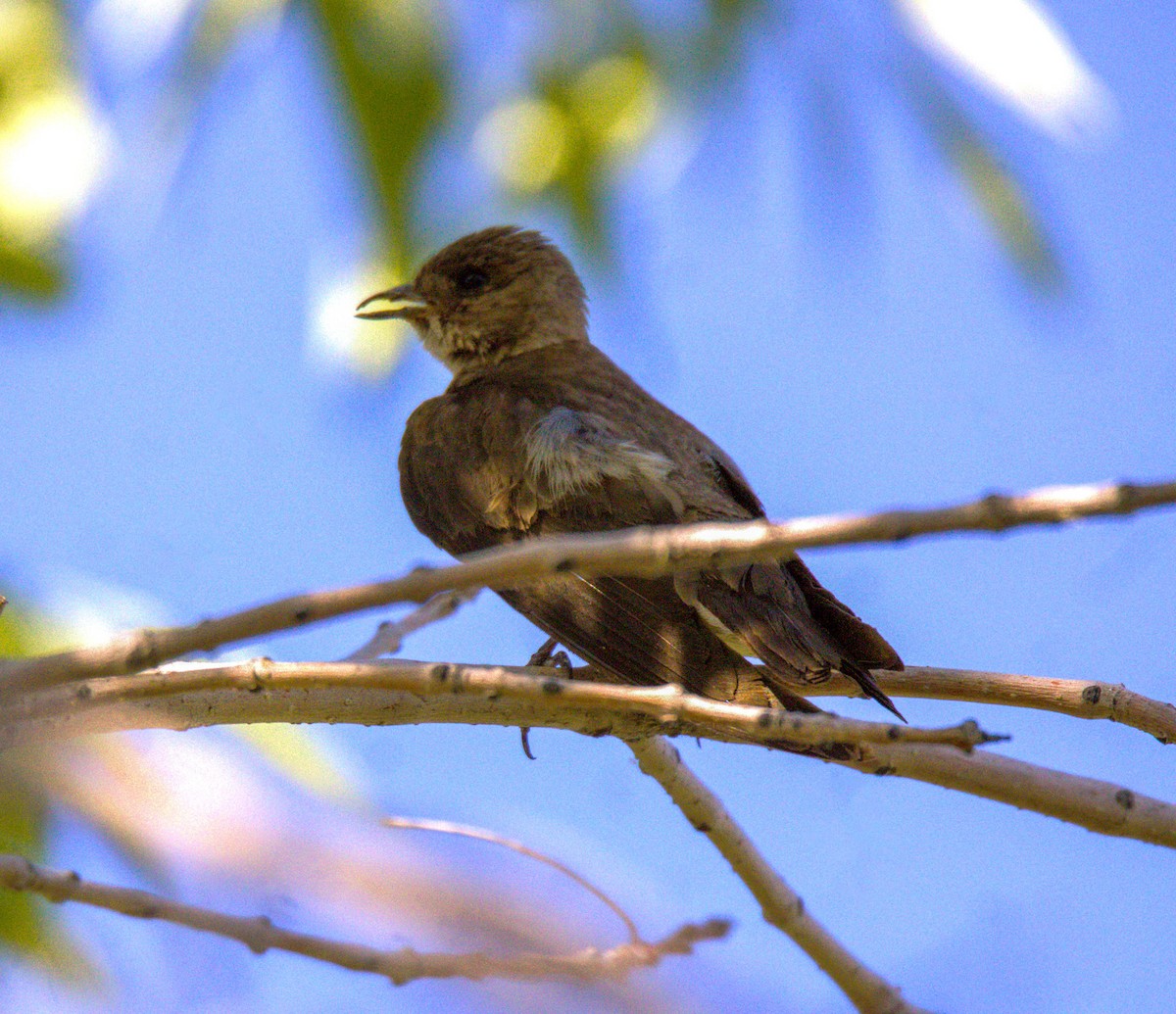 Northern Rough-winged Swallow - ML620281388