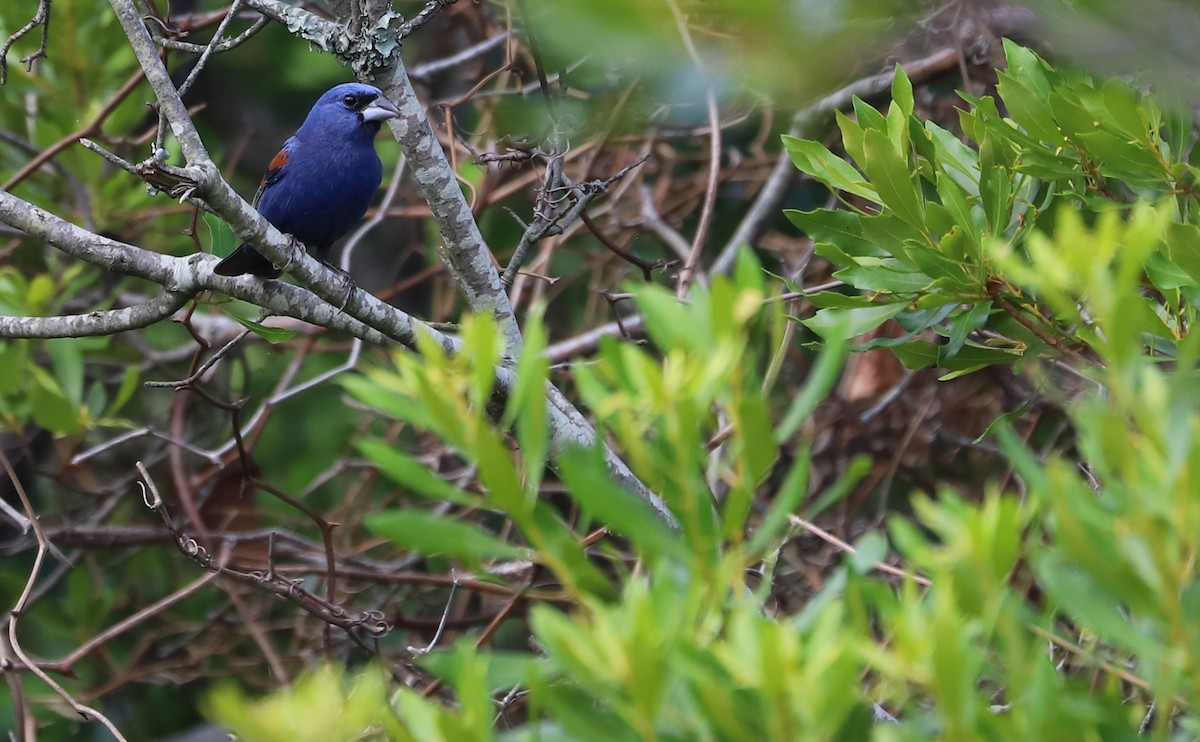 Blue Grosbeak - ML620281392