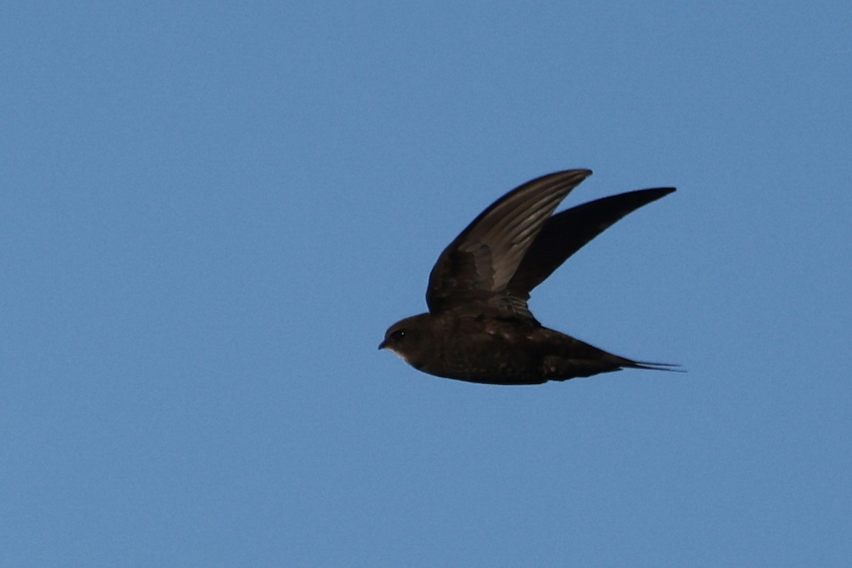 Common Swift - ML620281403