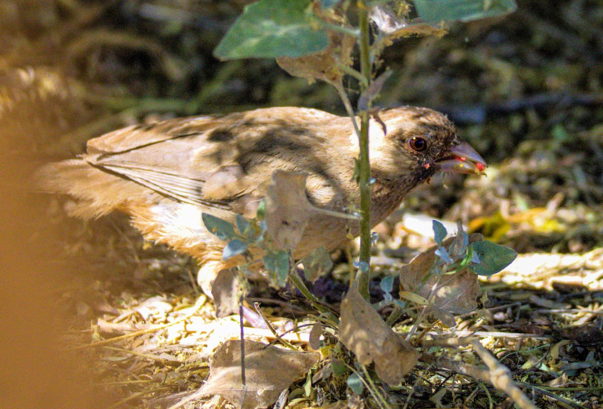 Abert's Towhee - ML620281406