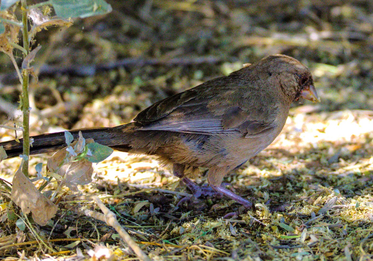 Abert's Towhee - ML620281407