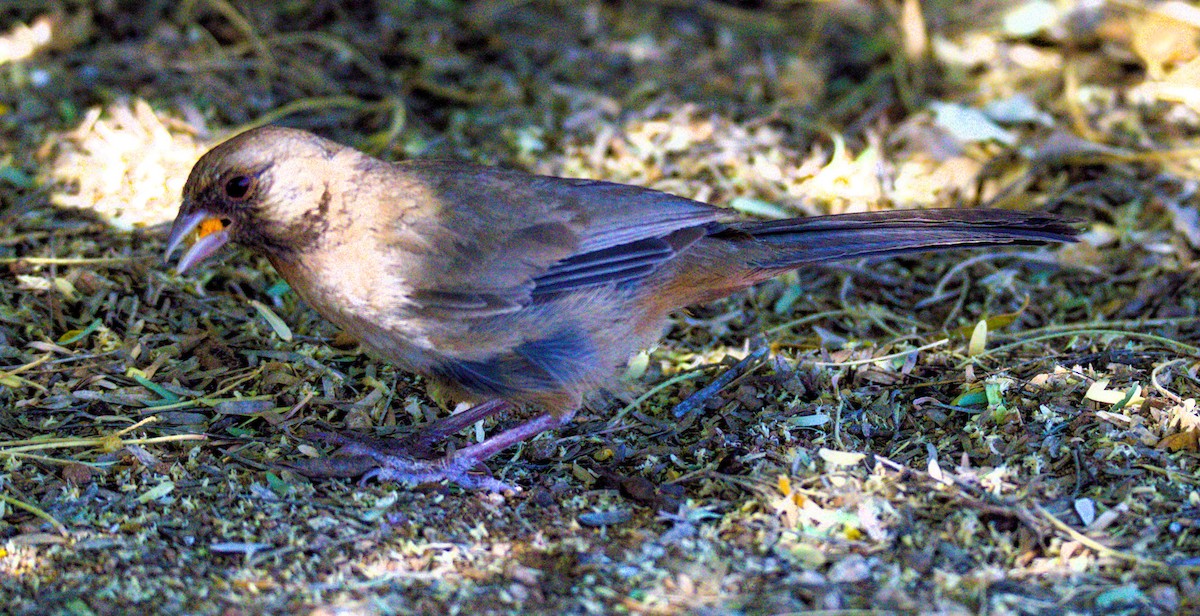 Abert's Towhee - ML620281408