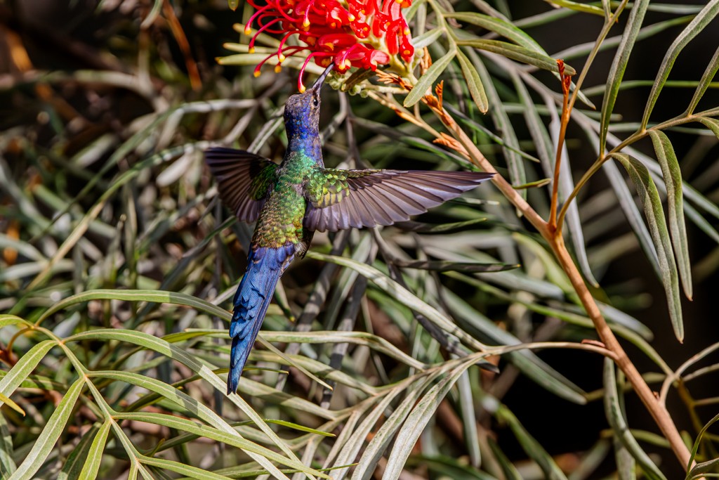 Swallow-tailed Hummingbird - ML620281409