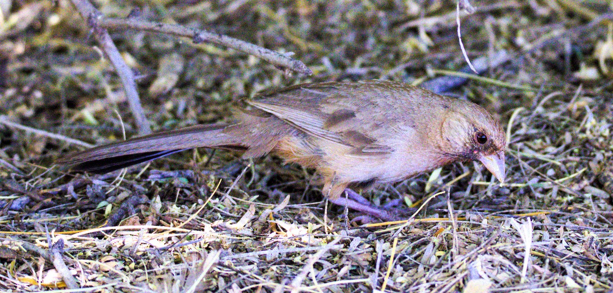 Abert's Towhee - ML620281410