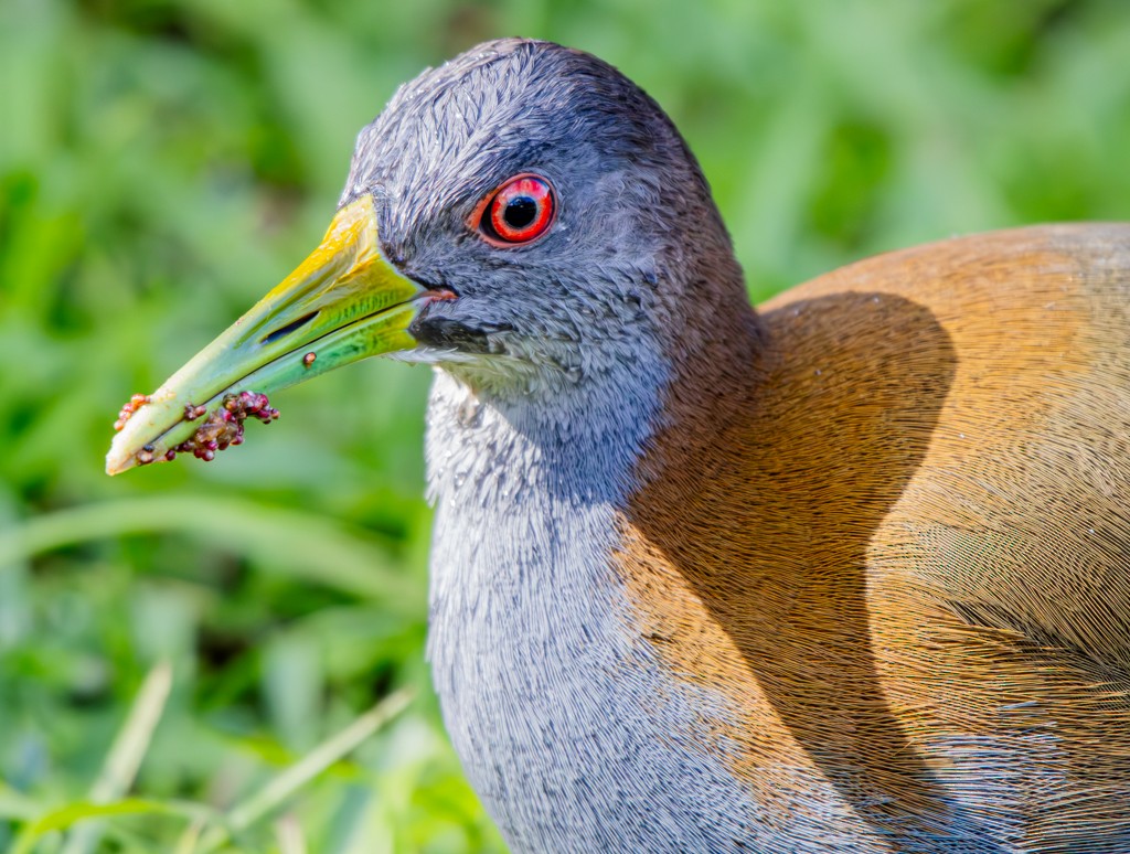 Slaty-breasted Wood-Rail - ML620281415