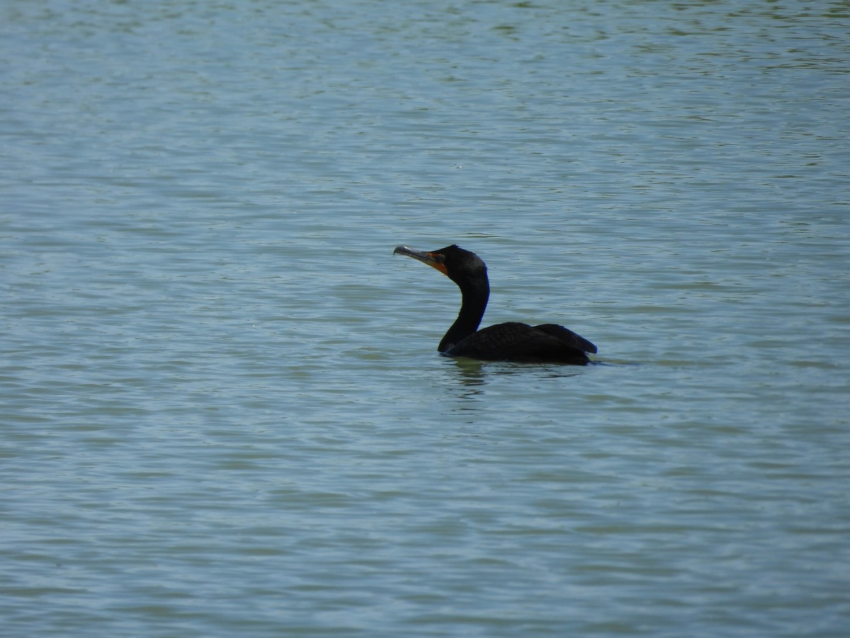 Double-crested Cormorant - ML620281418