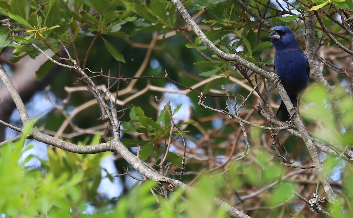 Blue Grosbeak - ML620281421