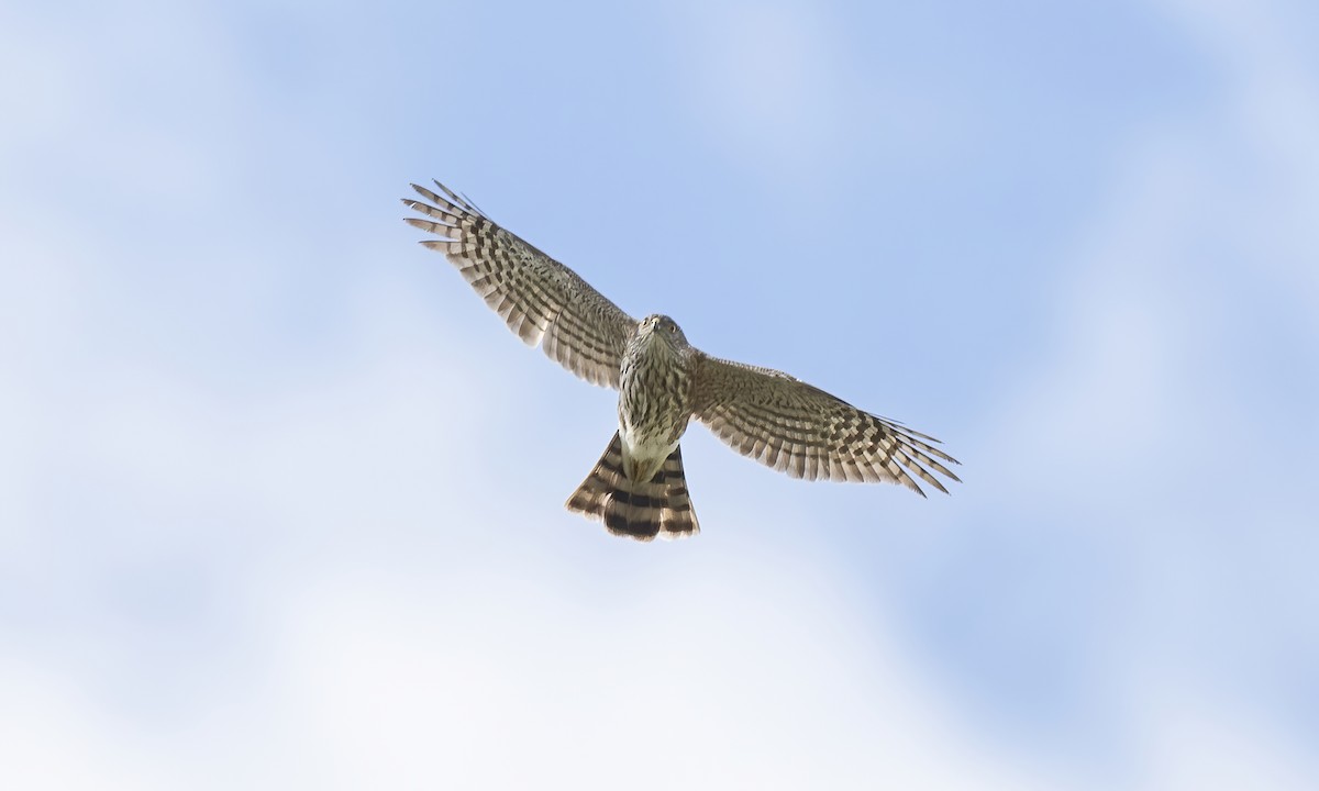 Sharp-shinned Hawk - ML620281424