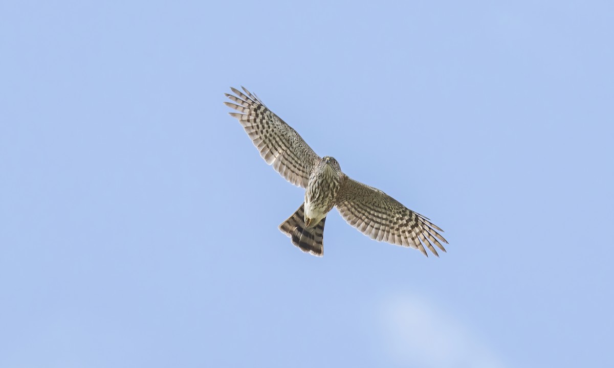 Sharp-shinned Hawk - ML620281425