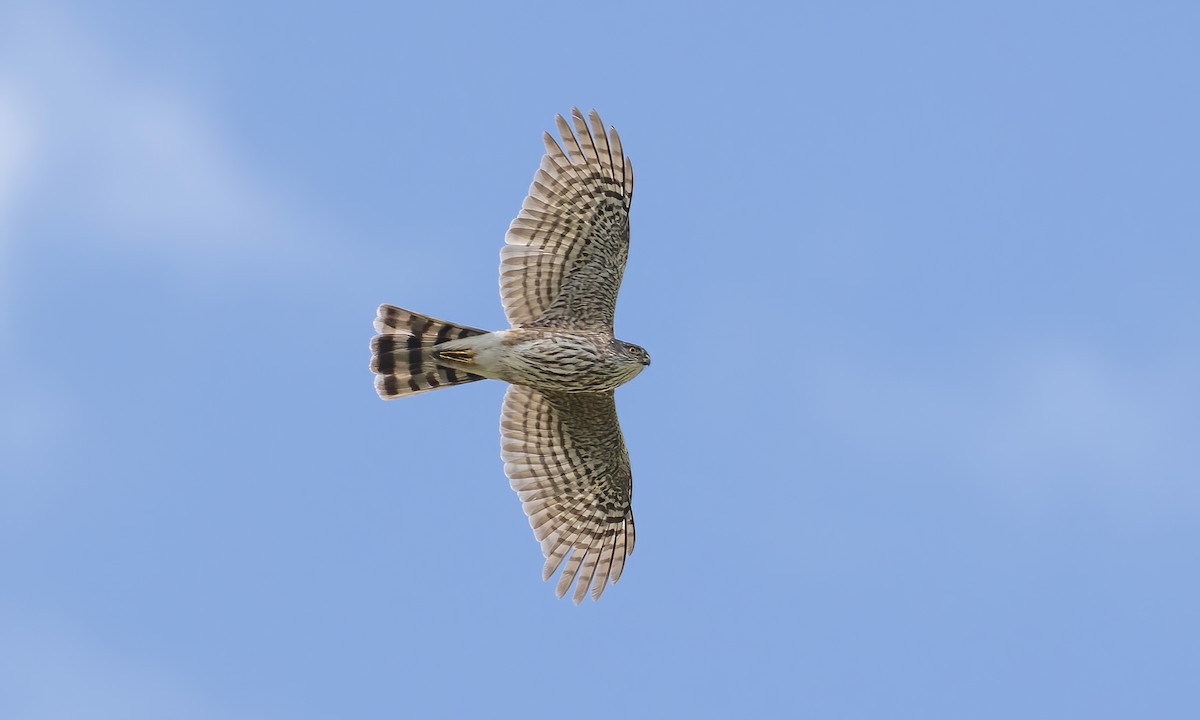 Sharp-shinned Hawk - ML620281426