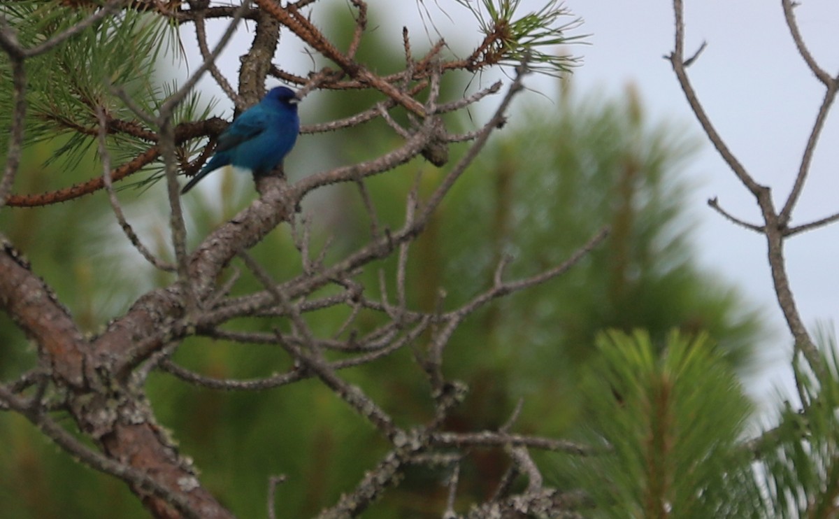 Indigo Bunting - ML620281428