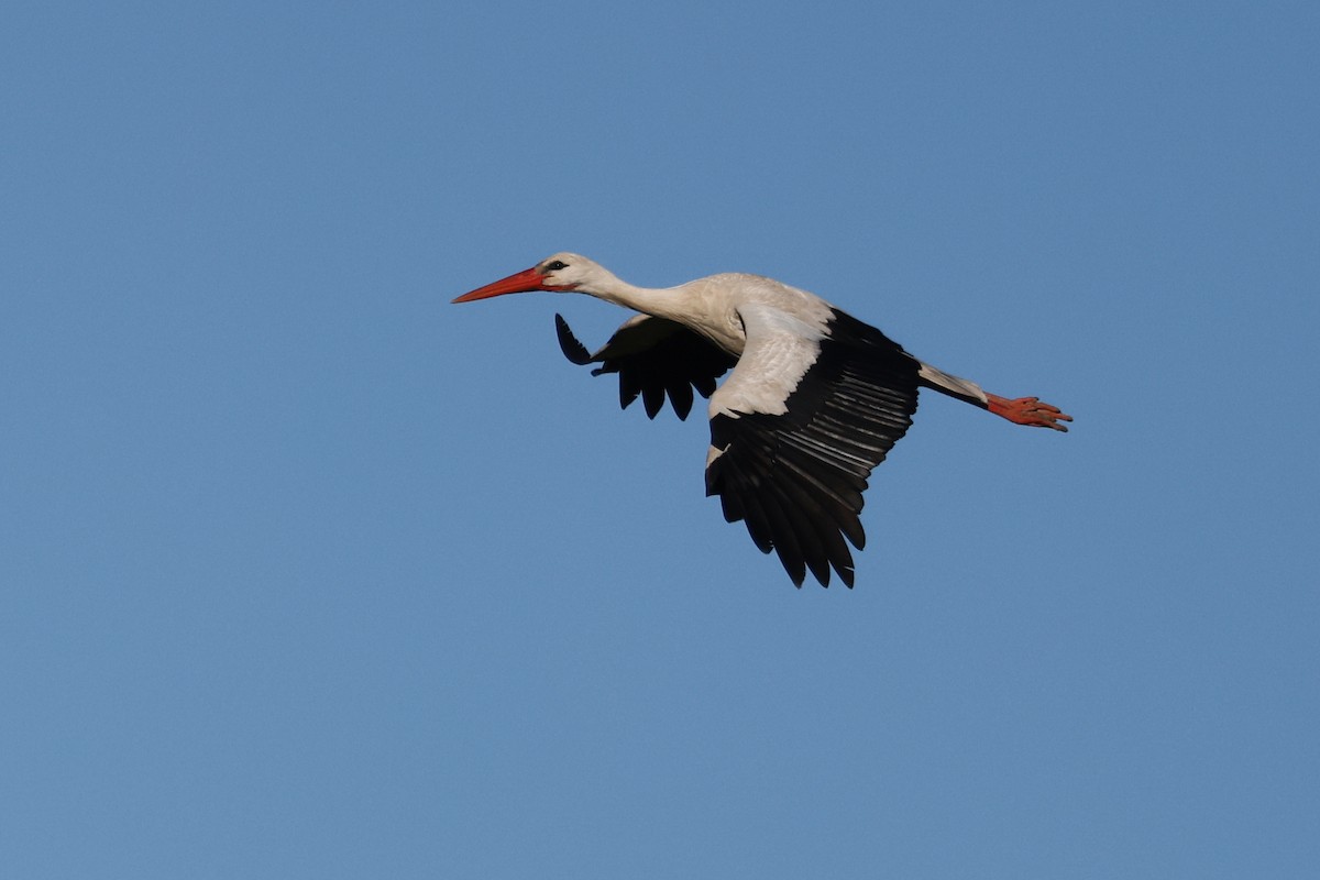 White Stork - ML620281431