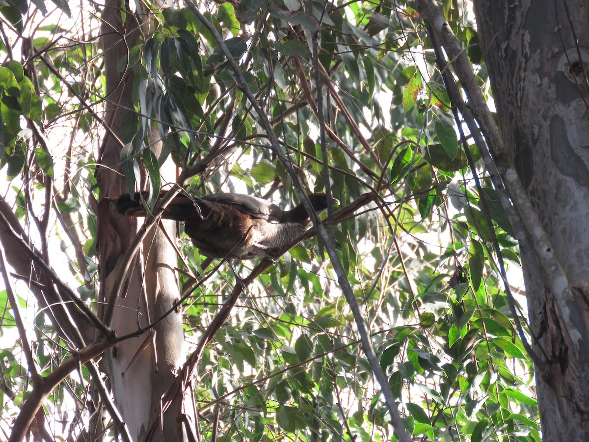 Chachalaca Escamosa - ML620281433