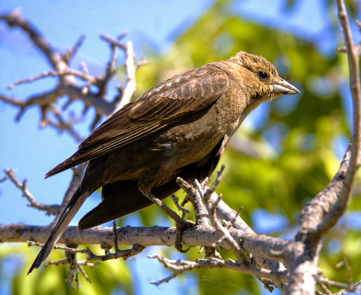 Brown-headed Cowbird - ML620281436