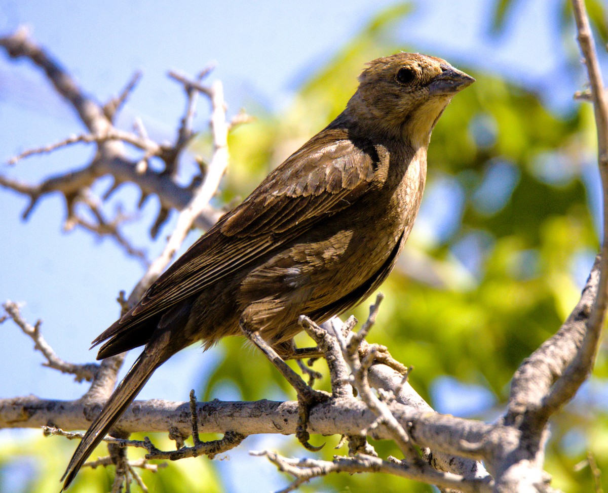 Brown-headed Cowbird - ML620281438